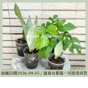 9/5更新【NG植物出清區 一物一拍】扁柄錦緞蔓綠絨 銀后虎尾蘭 姬龜背芋 / 觀葉植物 園藝 盆栽