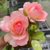 夢幻梅拉 庭院豐花 瓶插切花 漸變色 花期長《四季有花玫瑰園》玫瑰苗 玫瑰盆栽 嫁接樹玫瑰 月季棒棒糖