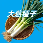 沐耕園|大蔥種子 北蔥 日本蔥 長蔥 蔬菜種子 自產新鮮種子 陽台盆栽 家庭菜園 附種植教學 好吃好種 四季皆宜