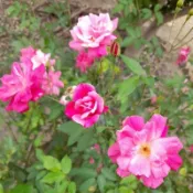玫瑰花苗（野玫瑰） 月季 薔薇 玫瑰花 3~4吋盆