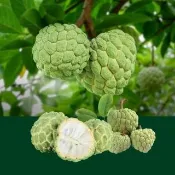 【賞菓優鮮】台東太麻里大目釋迦特大果禮盒2盒(4-5粒/5斤X2盒)(黃金產區_鮮採直送)
