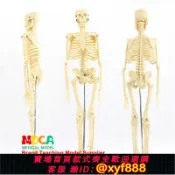 幸福時光館 {可打統編 保固一年}人體骨架模型45cm85cm170cm骨骼醫學醫用結構教學可拆卸骷髏玩具