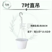 7寸直吊盆 黃金葛、垂吊植物、蕨類吊盆🌲旺興🌲