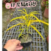 田尾玫瑰園 l 印尼驅蚊樹、新幾內亞防蚊樹【3.5吋黑軟盆 高度約20cm】(植物眾多歡迎聯繫客服) 田尾在地商家