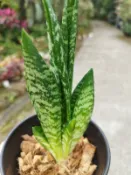 ((七號花園)) 多肉  虎尾蘭  虎尾蘭 貝殼虎尾蘭