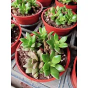 ｛英宏｝春夢殿錦 菱紫錦 吹雪之松錦 斑葉回歡草3寸 多肉植物