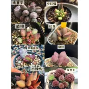 (店+)苔鑽🍀朱紫玉 小紅嘴 紅蛋 豬肝 草莓蛋糕 小辣椒 瑪麗安 鼓槌 /朱唇石 苦瓜水泡系多肉/植株約0.8～2cm/多肉