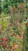 ╭╭＊田尾玫瑰園＊╯新品種綠籬樹種-( 紅芽石楠)5吋盆高60cm200元(一箱8株/箱)