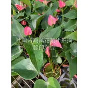 ☆萬花叢★花卉植物【粉色火鶴花】★3吋盆★高約5-15cm☆