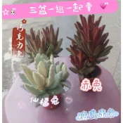 《掌肆》植栽 兔子組合包 赤兔+仙福兔+巧克力兔 售圖1,2,3二吋盆大小形態 隨機出貨 療癒系植物 多肉景天