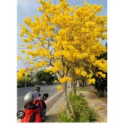 霏霏園藝黃金風鈴木 紅花風鈴木 80元 品質還不錯，請參考