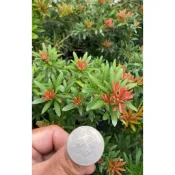 大自然種苗園~  雨蝶羅漢松（新品種扦插苗）