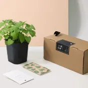 新鮮天然貓薄荷盆栽