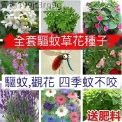 現貨 驅蚊草種子（100粒）四季 強效驅蚊蟑螂 薄荷九層塔 萬壽菊 驅蚊草 濃香型花卉 盆栽驅蚊草種子 蓄意草種子迷迭香