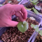 💕南非龜甲龍💕 多肉植物、塊根（含盆）