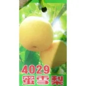 4029蜜雪梨/蜜雪梨/梨子苗/嫁接苗/永吉種苗園