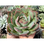 【小農舍】藍絲絨卡蘿拉 / 多肉 / 多肉植物 / 盆栽 / 園藝 / 植物