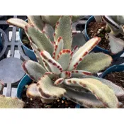 【多肉好好買】三寸盆 優雅兔 多肉植物 現貨