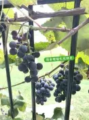 日本矮化【巨峰葡萄樹】阡插盆栽，小空間規劃最佳首選盆栽