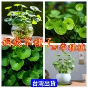 💥【銅錢草種子】四季易種 招財盆栽室內好養活種子水培植物 四季播種灑水就能活銅錢草金錢草水養種籽水培土培花種子