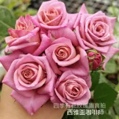 西雅圖咖啡師 庭院豐花 瓶插切花 復古色《四季有花玫瑰園》玫瑰苗 玫瑰盆栽 嫁接樹玫瑰 月季棒棒糖