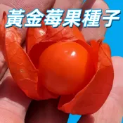 【黃金莓果種子】 又稱燈籠果 台灣家庭園藝盆栽 易種植高發芽率 可食用觀賞 新鮮種子 自種自吃樂趣多