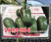 勿直接下標 Fuerte Avocado 先洽詢 富爾德 酪梨 授粉樹 酪梨苗 嫁接苗 樹苗 盆栽 佛也得 哈斯 平克頓