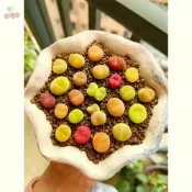 日式園藝造景超可愛糖果色肉錐毛漢尼多肉植物櫻桃小迷你彩色毛漢尼多肉植物種子微型盆栽矮化種子