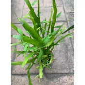飛天蜈蚣草🌿竹節蓼/芽江草⋯/3寸⋯