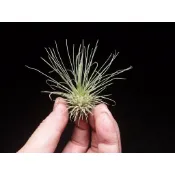 〈美心花園〉空氣鳳梨 空鳳  白毛毛 Tillandsia fuchsii v gracillis