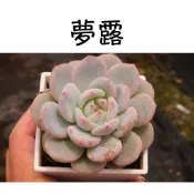 ❁採花❁ 夢露-多肉植物/療癒盆栽/園藝