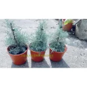 藍冰柏/亞利桑那柏 6吋盆🎄