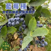 【台灣藍莓種子 24H發貨】果農精選種粒 盆栽果樹 庭院果苗 家庭果園菜園 酸性植物 陽台盆栽 可食用 藍莓苗 種子盆栽