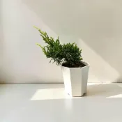 ｛英宏｝觀葉植物 室外植物 鐵柏3.5寸白盆 松柏植物 小品盆栽 柏類 紀州鐵柏