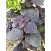 歐根泥客無農藥 紅紫蘇葉 紫蘇葉 $10元/片 海鮮螃蟹肉類去腥消味紫蘇梅用 蝦皮隔日店取貨👍