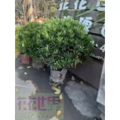 花花世界_常綠喬木**羅漢松(球型/直徑50cm)** -羅漢杉-長青羅漢杉-金錢松/8吋盆/MA*無法超取*
