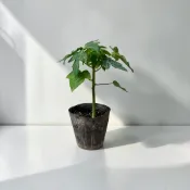 ｛英宏｝台農二號木瓜苗 矮性木瓜 中型長果 紅肉 產量高 香甜可口