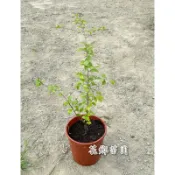 《花鄉園藝》燈稱花、梅葉冬青、已會開花