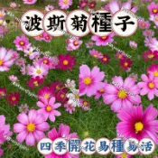 台灣現貨💥【波斯菊種子】（250粒）四季種植 波斯菊種籽 四季種子 花卉種子 四季種植 花海種子 四季開花 易種易活