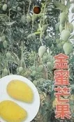 ╭☆東霖園藝☆╮水果苗(金蜜芒果)黃金蜜芒果 ..黃果.超甜