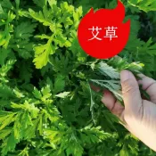 （快速出貨）艾草種子 （艾蒿艾葉蒿子種子）香味濃郁驅蚊野生中草藥種子~高產四季野菜種子~灑下就活庭院盆栽地栽好養