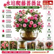不怕養不活｜水培土栽自由選【現貨爬藤玫瑰】🌹 玫瑰花苗帶葉子 薔薇藤 月季花苗 玫瑰花苗 特大花濃香型 庭院盆栽四季爬藤
