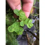 紅毛丹(漂浮型、漂浮類、浮葉型)(冬季缺貨，請先提問)，1株，預購商品非現貨，請先提問