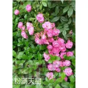 花花世界_玫瑰苗**粉滿天星，Gartendirektor Otto Linne**3.5吋盆/高15-20公分MA