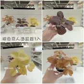 現貨 IKEA 人造小盆栽 迷你盆栽 白色小盆栽 人造盆栽 假植物 盆栽 植物 秋海棠 仙人掌 多肉植物