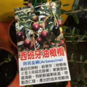 ★綠霖園藝★西班牙油橄欖仟插苗高度約50公分觀賞植物/水果樹苗/新興果樹/果苗/嫁接/植物/盆栽