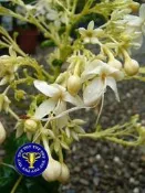 ╭＊田尾玫瑰園＊╯藥用植物-(白龍船花)3吋40元