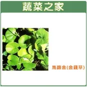 【蔬菜之家】M08.馬蹄金(金錢草)種子500顆(有藥劑)莖細長.植株低矮.高僅3-5公分左右.葉片成橢圓或腎形