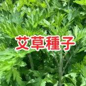 現貨速發【艾草種子】藥用食用 青蒿種子 香草 香艾 艾蒿種子籽 四季可種植 新手易種植 耐寒 可食用 可驅蚊