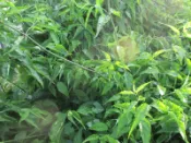 皇毅生物科技 憂遁草葉子含老梗(沙巴蛇草葉子含老梗)台灣種植